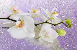 Obraz na płótnie pąk rosa woda storczyk roślina