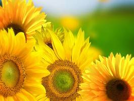 Naklejka słońce kwiat lato kompozycja