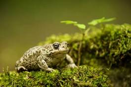 Fotoroleta bezdroża żaba drzewa