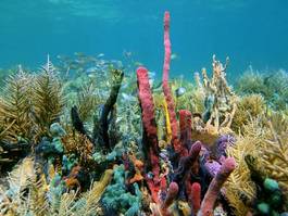 Naklejka natura koral karaiby
