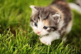 Plakat słodki kociak na młodej trawie