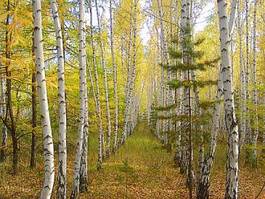 Fototapeta pejzaż piękny las witalność jesień