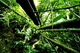 Fotoroleta natura dżungla bambus roślina liść