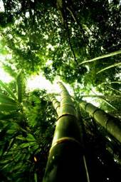 Plakat natura dżungla bambus