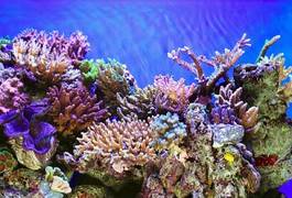 Fototapeta podwodne pejzaż ogród słońce świat