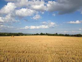 Naklejka żniwa rolnictwo lato zboże niebo