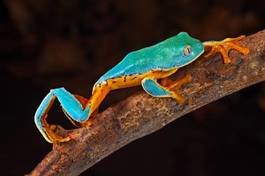 Naklejka kostaryka egzotyczny płaz żaba