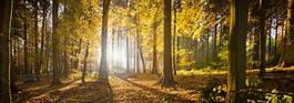 Obraz na płótnie jesienny blask lasu
