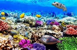 Naklejka motyl woda świat koral podwodny