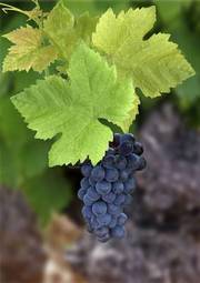 Naklejka owoc winorośl żniwa wino z winogron