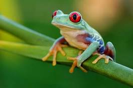 Fotoroleta płaz tropikalny zwierzę żaba