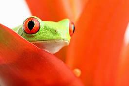 Fotoroleta żaba tropikalny natura płaz zwierzę