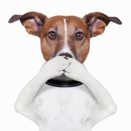 Fotoroleta usta pies zwierzę twarz zamknięty