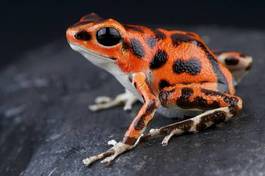 Fototapeta zwierzę żaba kostaryka