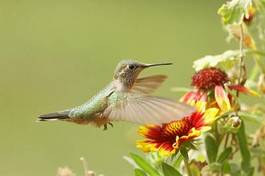 Fotoroleta ptak kwiat koliber