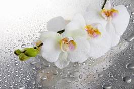 Plakat woda rosa tropikalny roślina storczyk