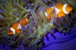 Naklejka egzotyczny piękny koral woda dziki