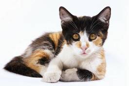 Fototapeta natura zwierzę kociak kot oko
