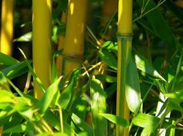 Naklejka bambus stajnia trawa