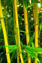 Naklejka bambus tropikalny trawa roślina stajnia