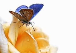 Naklejka motyl spokój roślina natura