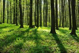 Naklejka bezdroża drzewa las pejzaż natura