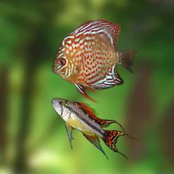 Obraz na płótnie ryba okoń kolor akwarium 