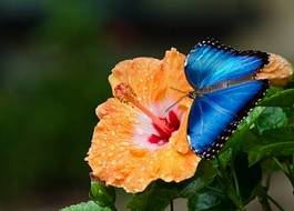 Naklejka motyl natura świeży piękny