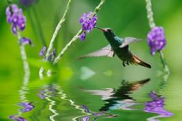 Fotoroleta dzikie zwierzę koliber ptak natura zwierzę