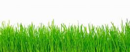 Naklejka trawa świeży roślina panoramiczny ogród