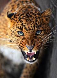 Fototapeta afryka zwierzę kot safari