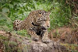 Fototapeta natura ssak ameryka południowa brazylia jaguar