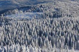 Plakat las jodła krajobraz krajobraz zimowy