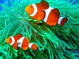 Obraz na płótnie rafa koral ryba