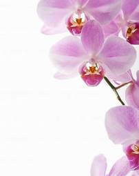 Fotoroleta różowe orchidee