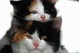 Naklejka dwa młode koty
