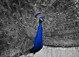 Fotoroleta ptak mężczyzna wzór natura piękny