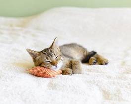 Plakat kociak śpi na poduszesce w kratę