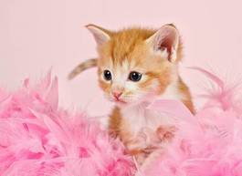 Fotoroleta mały kotek w różowych piórach