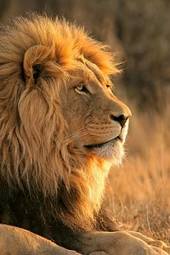 Naklejka król mężczyzna lew