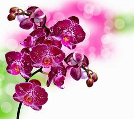 Fotoroleta piękny kwitnący kwiat storczyk natura