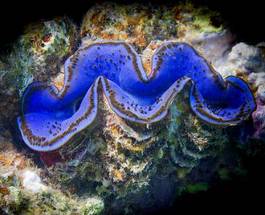 Fotoroleta dziki woda podwodne tropikalny