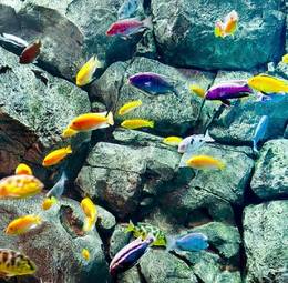 Obraz na płótnie natura ryba morze zwierzę podwodne