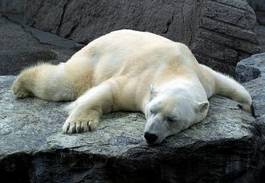 Fotoroleta ssak niedźwiedź sen leniwy nieaktywnych