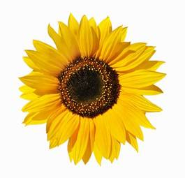 Naklejka słonecznik świeży kwiat słońce piękny