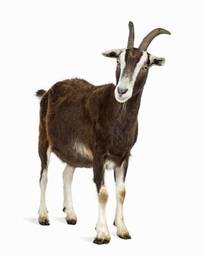 Naklejka ssak koza zwierzęcej pełnej długości nikt