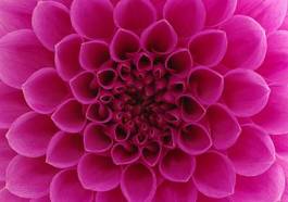 Fotoroleta tapeta purpurowy kwiat