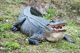 Fotoroleta aligator gad natura usta zwierzę