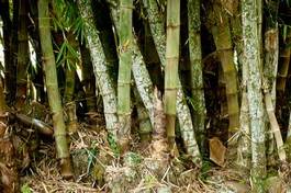Plakat bambus pole krzew dżungla