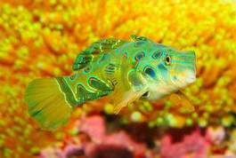 Fototapeta koral tropikalny woda podwodne